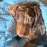 puppy, dog, brown_fur, blue_blanket, fluffy, close_up, portrait, animal, pet, cute, wide_eyes, long_snout, floppy_ears, lying_down, cozy, indoors, soft_texture, brown, blue, photography