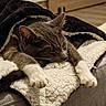 cat, sleeping, relaxed, gray_fur, white_paws, pet, animal, blanket, fleece, cozy, indoors, couch, furniture, close_up, portrait, whiskers, ears, paws, nap, home