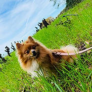 Aria a rejoint le concours — aidez-le/la à gagner de superbes lots ! animal, blue_sky, canine, curious, daytime, dog, fluffy, fur, grass, greenery, leash, nature, outdoor, pet, playful, pomeranian, sky, small_dog, trees, walking