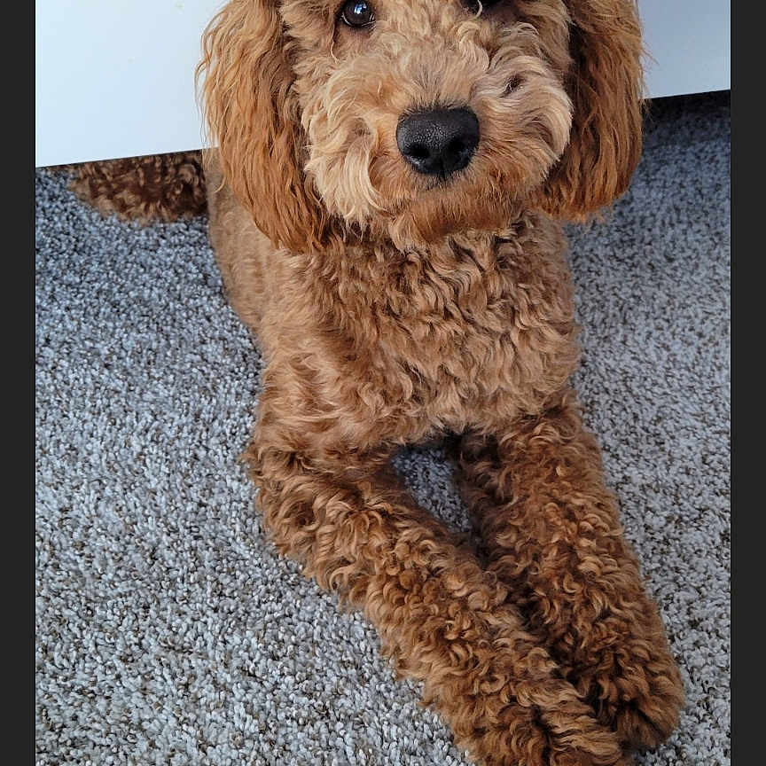 Ace is registered to the contest to win money with this photo: adorable, animal, brown, canine, carpet, companion, curly_fur, cute, dog, domestic_animal, fluffy, friendly, fur, indoor, laying_down, looking_up, mammal, paw, pet, relaxed
