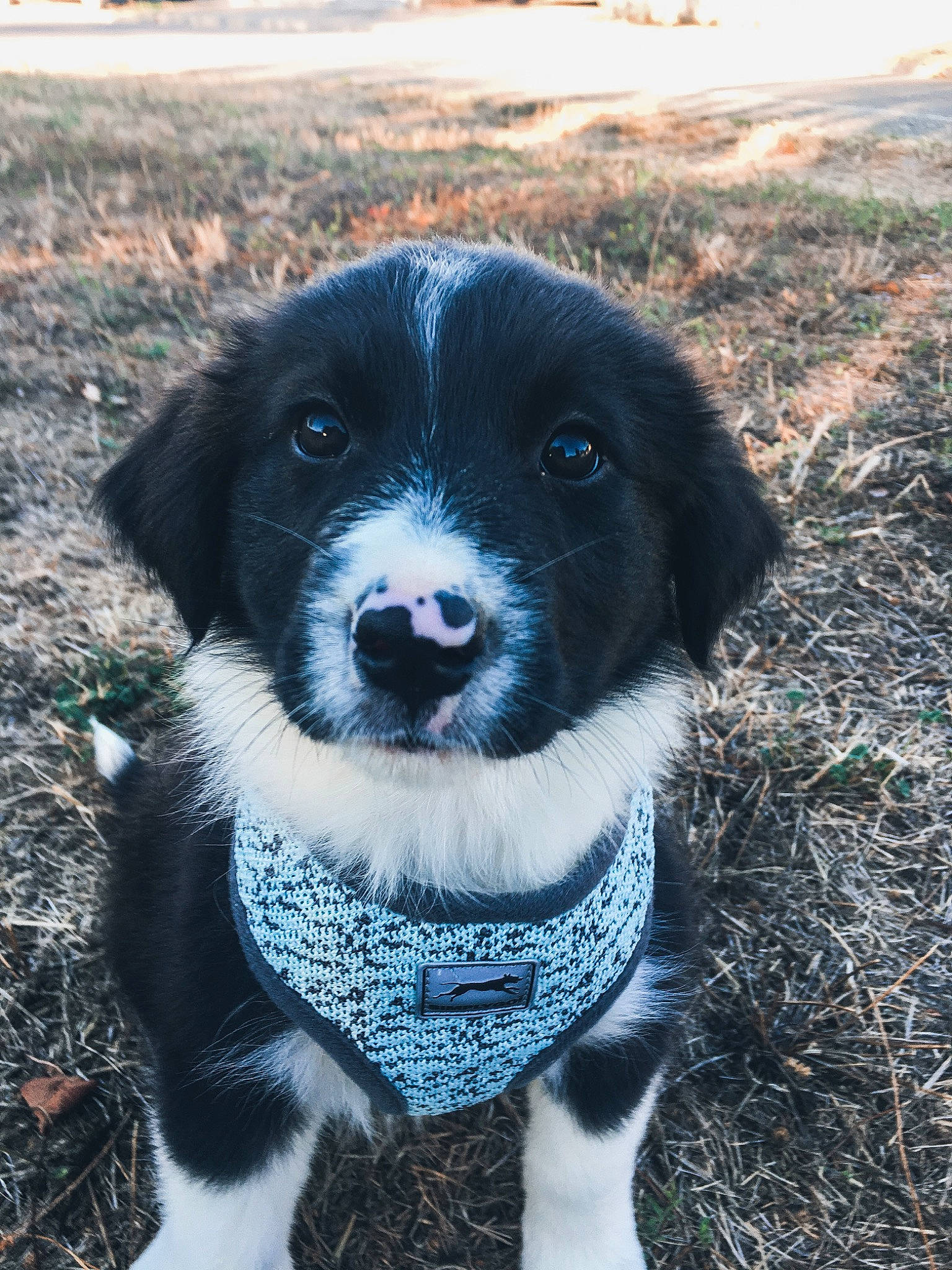 Ellie a rejoint le concours — aidez-le/la à gagner de superbes lots ! borador, border_collie, canidae, carnivore, companion_dog, dog, dog_breed, drentse_patrijshond, landseer, large_munsterlander, mammal, puppy, rare_breed_dog, sporting_group, stabyhoun, vertebrate