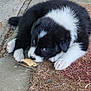 animal, black_and_white, concrete, curious, cute, dog, doormat, fluffy, fur, leaf, lying_down, nature, outdoor, paw, pet, playful, puppy, small, sniffing, young
