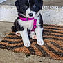 adorable, animal, black_and_white, cute, dog, doormat, doorstep, ears, eyes, face, fur, harness, leash, outdoor, paw, pet, pink, puppy, sitting, young