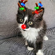 Guizmo a rejoint le concours — aidez-le/la à gagner de superbes lots ! kitten, cat, black_and_white, pet, animal, cute, indoor, couch, feline, whiskers, small, young, playful, antlers_filter, red_nose_filter, digital_filter, curious, fluffy, texture, gray