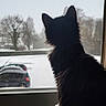 Guizmo a rejoint le concours — aidez-le/la à gagner de superbes lots ! animal, black_cat, car, cat, cold_weather, daytime, feline, house, indoors, looking_out, nature_outside, parking_lot, pet, quiet, snow, still_life, tree, white_paw, window, winter