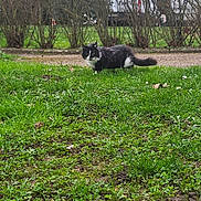 Guizmo a rejoint le concours — aidez-le/la à gagner de superbes lots ! animal, black_and_white, building, bushes, cat, curious, daylight, feline, garden, grass, greenery, ground, leafless_bushes, nature, outdoor, path, pet, small_animal, walking, wildlife