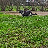 animal, black_and_white, building, bushes, cat, curious, daylight, feline, garden, grass, greenery, ground, leafless_bushes, nature, outdoor, path, pet, small_animal, walking, wildlife