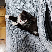 Guizmo a rejoint le concours — aidez-le/la à gagner de superbes lots ! animal, black_and_white, blanket, cat, collar, cozy, curious, cute, feline, floor, fluffy, fur, home, indoor, kitten, paws, pet, relaxed, resting, soft_texture