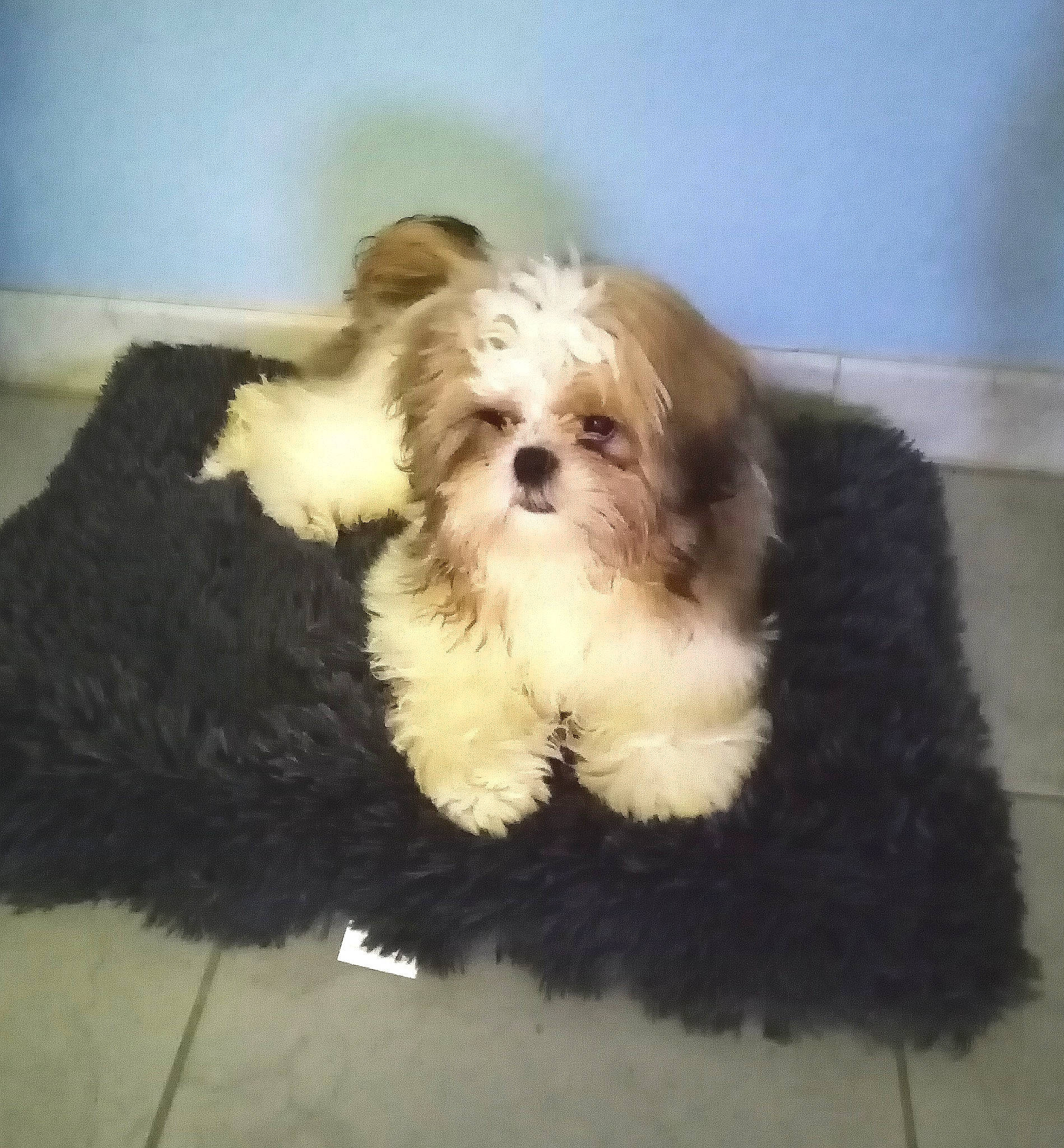 Nougat participe au concours pour gagner de l'argent avec cette photo : canidae, carnivore, companion_dog, dog, dog_breed, dog_supply, fur, liver, mal_shi, maltepoo, puppy_love, shih_poo, shih_tzu, small_terrier, snout, sporting_group, terrier, toy_dog, working_animal, yorkipoo