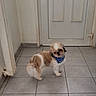 animal, bandana, blue_bandana, canine, closed_door, companion, curious, cute, dog, domestic, fluffy, fur, hallway, home, indoor, pet, small_dog, standing, tiled_floor, white_wall