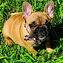 Iyah is registered to the contest to win money with this photo: adorable, alert, animal, bow_tie, collar, cute, dog, ears, face, french_bulldog, grass, greenery, nature, outdoor, paw, pet, puppy, small_dog, sunlight, young_dog