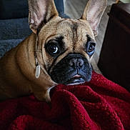 Iyah joined the competition — help win amazing prizes! animal, blanket, brown_dog, canine, close_up, collar, cute, dog, domestic_animal, ears, expression, face, french_bulldog, fur, indoor, looking, pet, portrait, red_blanket, snout