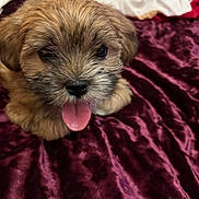 Lucky Charm joined the competition — help win amazing prizes! animal, bed, blanket, brown_fur, closeup, cute, dog, expression, fabric, fluffy, fur, indoor, mammal, pet, playful, portrait, puppy, small_dog, tongue_out, young
