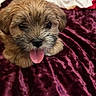 animal, bed, blanket, brown_fur, closeup, cute, dog, expression, fabric, fluffy, fur, indoor, mammal, pet, playful, portrait, puppy, small_dog, tongue_out, young