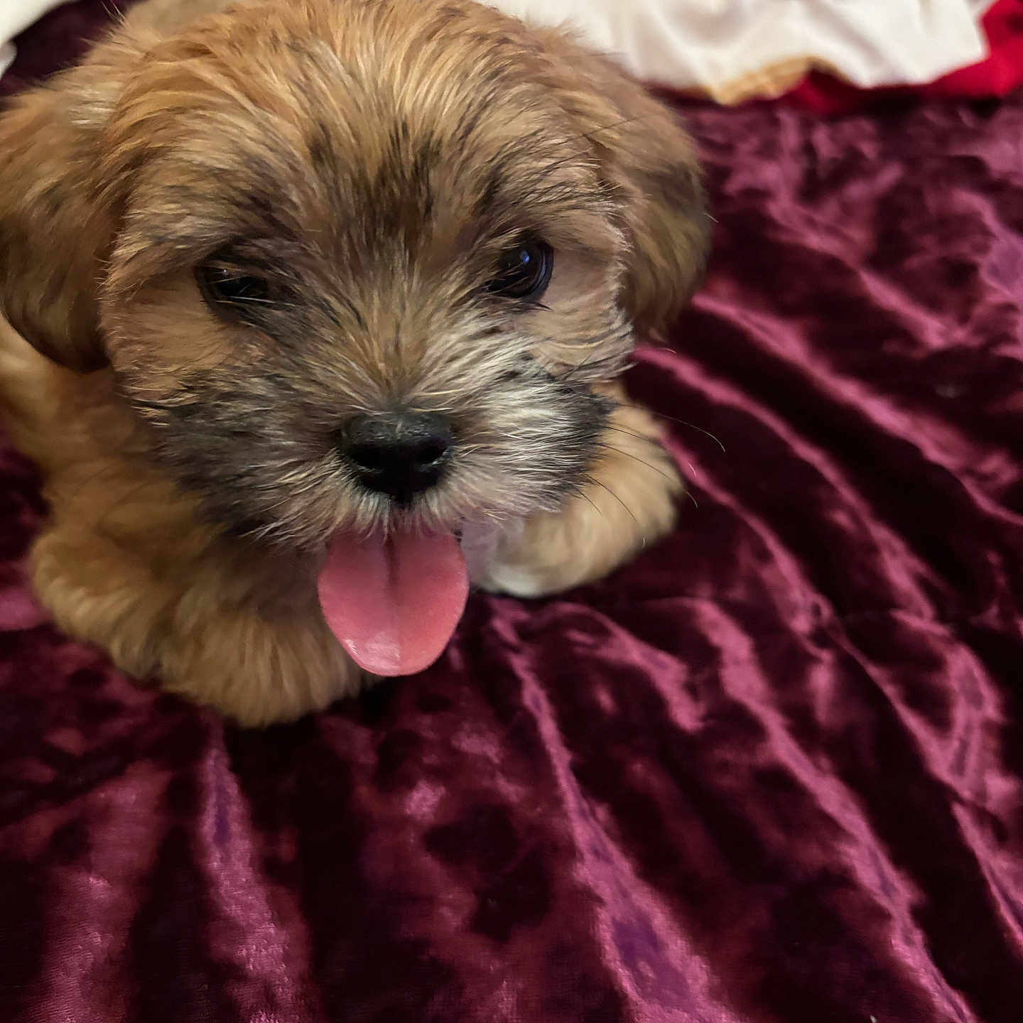 Lucky Charm joined the competition — help win amazing prizes! animal, bed, blanket, brown_fur, closeup, cute, dog, expression, fabric, fluffy, fur, indoor, mammal, pet, playful, portrait, puppy, small_dog, tongue_out, young