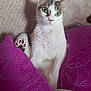 Romy participe au concours pour gagner de l'argent avec cette photo : cat, green_eyes, paw, purple_cushion, indoor, pet, feline, relaxed, fur, whiskers, pink_nose, curious, sitting, cozy, home, cute, animal, tabby, white_fur, closeup