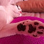 cat, paw, close_up, animal, pet, fur, black_pads, pink_towel, resting, sleeping, blurred_background, soft_texture, cute, domestic_cat, whiskers, relaxation, indoor, feline, mammal, cozy