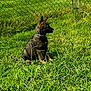 alert, animal, canine, collar, cute, dog, fence, fur, grass, greenery, nature, outdoor, pet, playful, puppy, sitting, summer, sunlight, yard, young