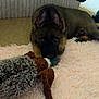 Bodie is registered to the contest to win money with this photo: dog, puppy, german_shepherd, toy, plush_toy, pink_rug, carpet, indoor, floor, ears, lying_down, pet, cute, fur, animal, canine, young, cozy, home, resting