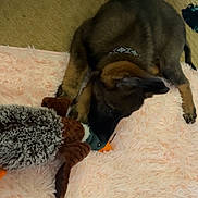 Bodie joined the competition — help win amazing prizes! puppy, dog, toy, plush_toy, pink_rug, carpet, indoor, pet, animal, brown_fur, black_fur, collar, playful, cute, sniffing, lying_down, soft_texture, floor, ears, nose