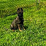 alert, animal, collar, cute, daylight, dog, ears, fence, fur, german_shepherd, grass, greenery, nature, outdoor, pet, playful, puppy, sitting, sunlight, young_dog