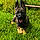 Bodie