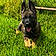 Bodie