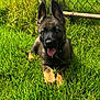 animal, canine, collar, cute, dog, ears_up, fence, german_shepherd, grass, greenery, happy, lying_down, nature, outdoor, pet, playful, puppy, sunlight, tongue_out, young