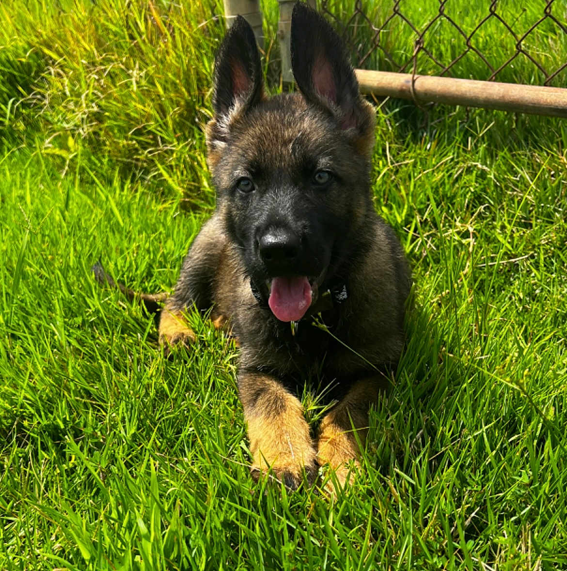 Bodie joined the competition — help win amazing prizes! dog, puppy, german_shepherd, grass, outdoor, pet, animal, tongue_out, ears_up, sunlight, fence, nature, cute, young, playful, canine, lying_down, greenery, collar, happy