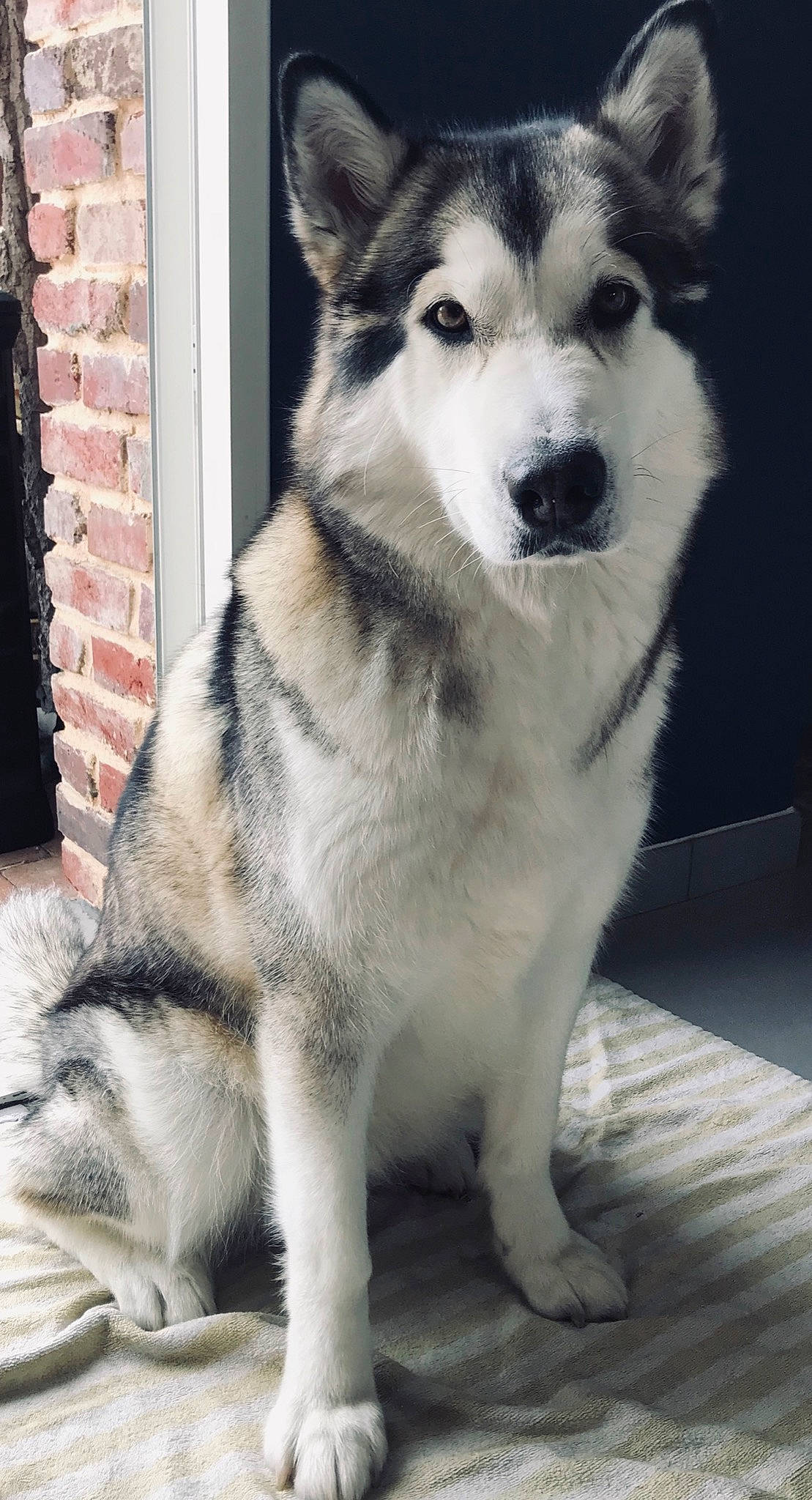 Daya participe au concours pour gagner de l'argent avec cette photo : alaskan_klee_kai, alaskan_malamute, canadian_eskimo_dog, canidae, carnivore, dog, dog_breed, greenland_dog, jamthund, mammal, native_american_indian_dog, northern_inuit_dog, saarloos_wolfdog, sakhalin_husky, seppala_siberian_sleddog, siberian_husky, sled_dog, tamaskan_dog, vertebrate, wolfdog