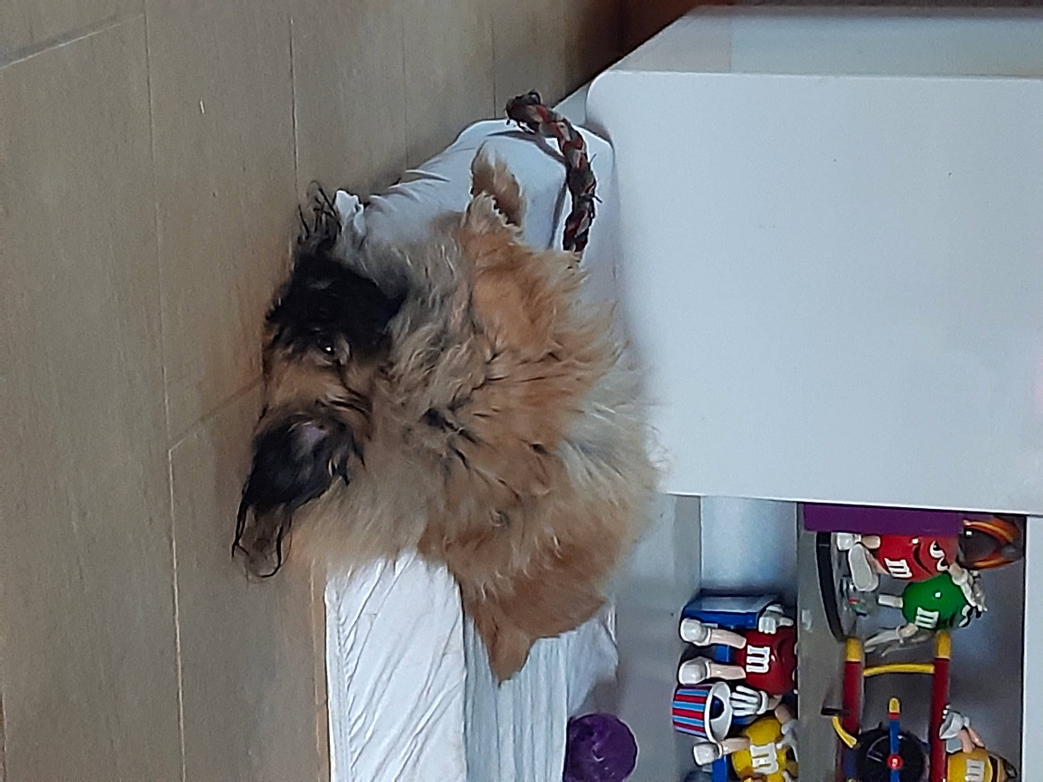 Saona a rejoint le concours — aidez-le/la à gagner de superbes lots ! art, canidae, carnivore, companion_dog, dog_breed, feather, felidae, flooring, fur, hardwood, room, small_to_medium_sized_cats, sporting_group, tail, toy_dog, wing, wood