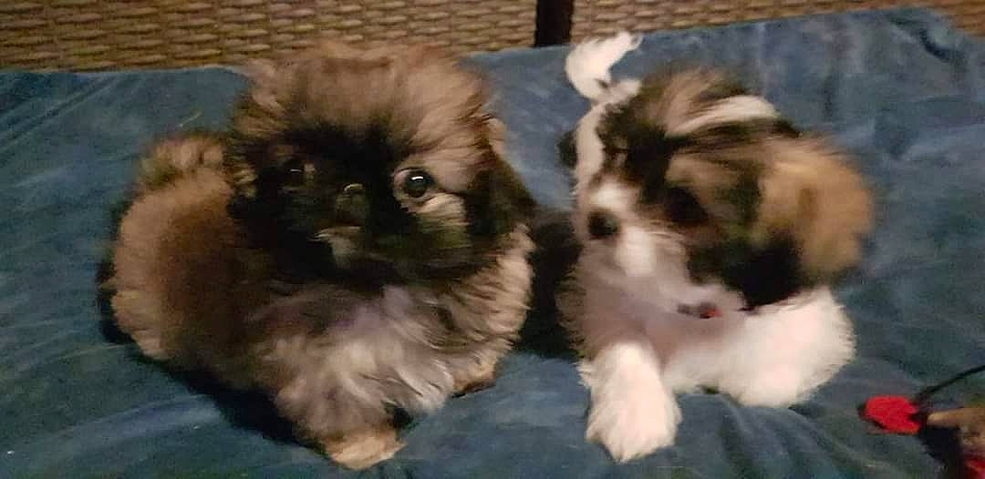 Saona a rejoint le concours — aidez-le/la à gagner de superbes lots ! ancient_dog_breeds, canidae, carnivore, companion_dog, dog, dog_breed, fawn, fur, grass, liver, maltepoo, non_sporting_group, shih_tzu, snout, sporting_group, terrestrial_animal, toy_dog, whiskers, working_animal, yorkipoo