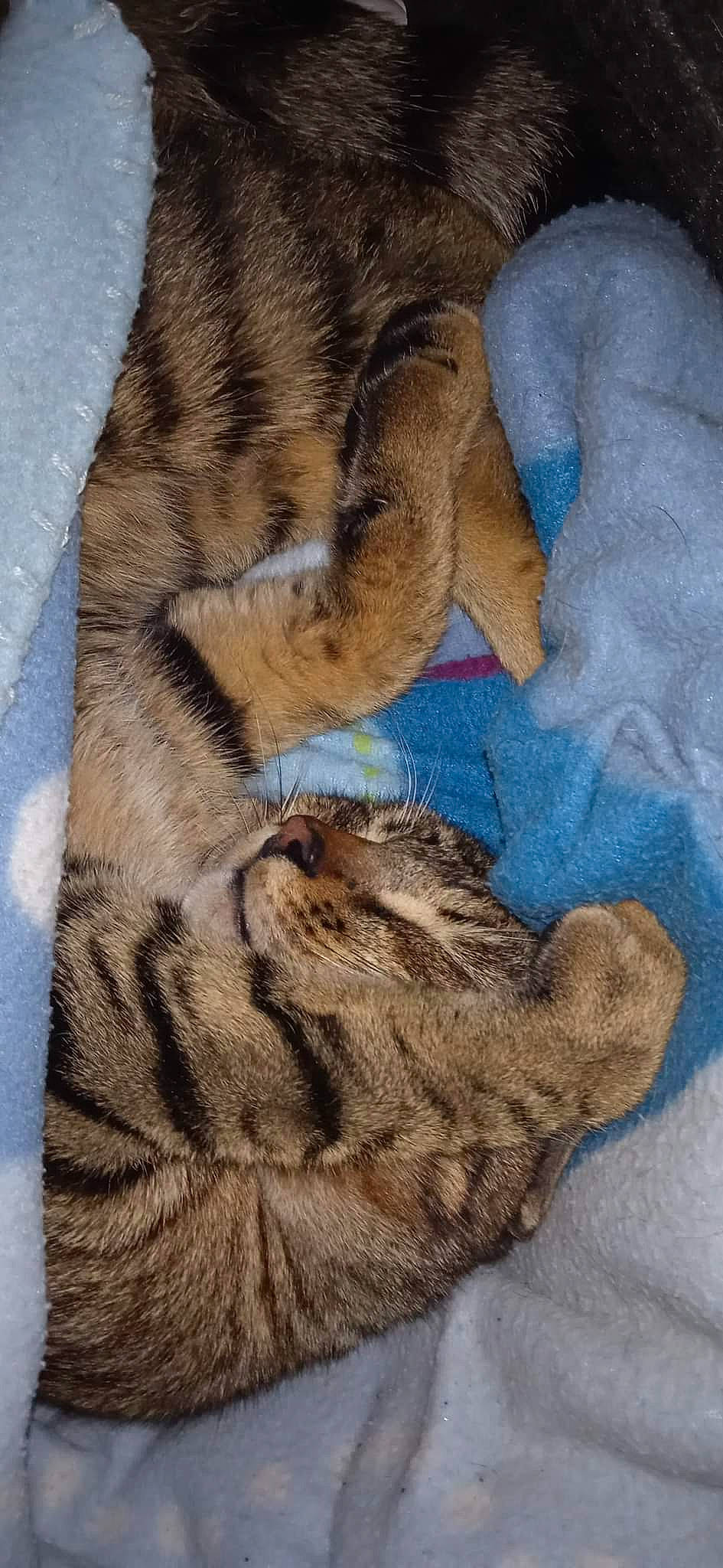 Scooby a rejoint le concours — aidez-le/la à gagner de superbes lots ! art, big_cats, brown, carnivore, cat, claw, comfort, domestic_short_haired_cat, fawn, felidae, fur, pattern, paw, small_to_medium_sized_cats, snout, tail, terrestrial_animal, vertebrate, whiskers, wildlife