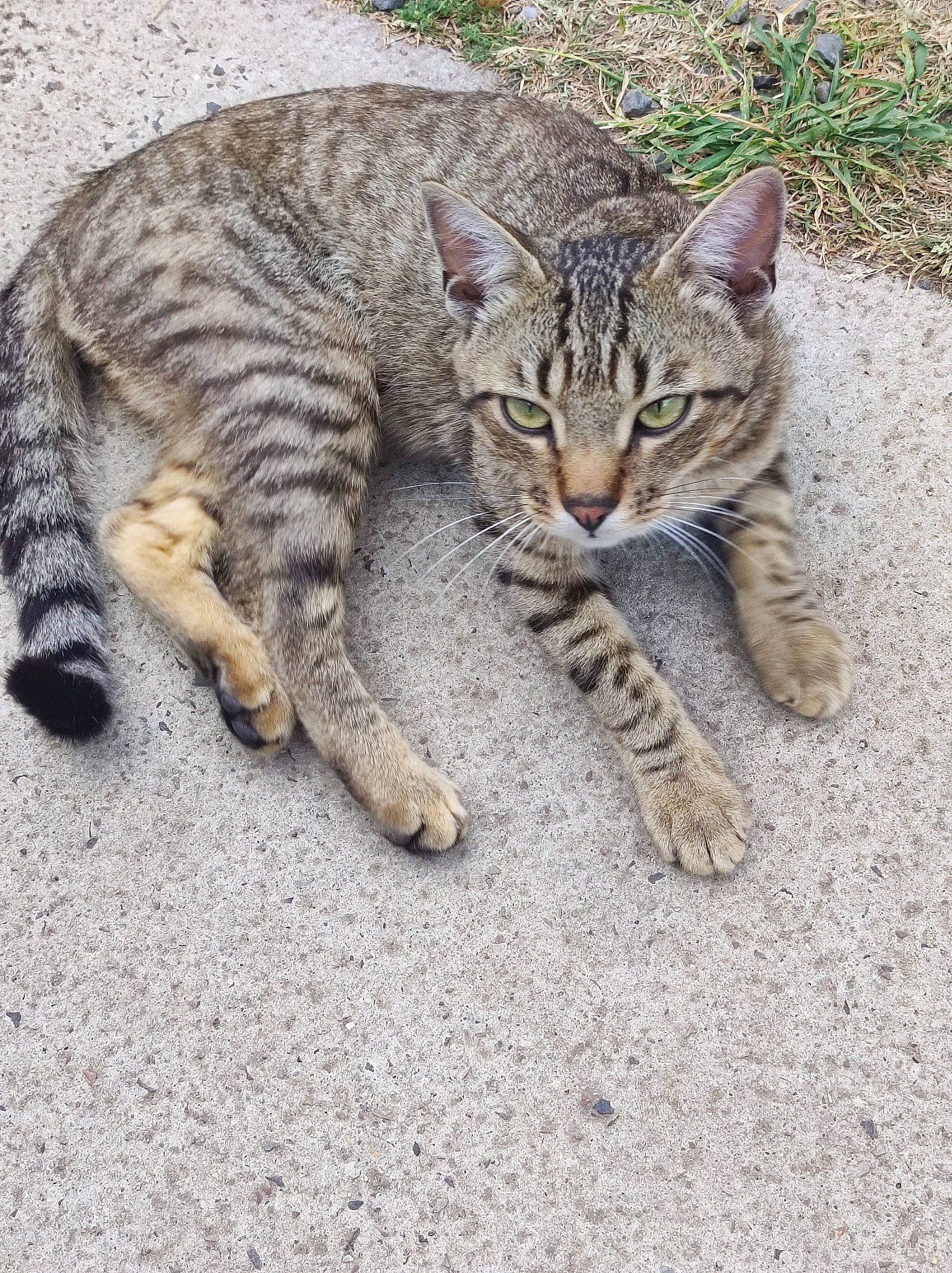 Scooby participe au concours pour gagner de l'argent avec cette photo : carnivore, cat, claw, domestic_short_haired_cat, felidae, fur, grass, mammal, paw, small_to_medium_sized_cats, snout, tail, terrestrial_animal, vertebrate, whiskers, wildlife