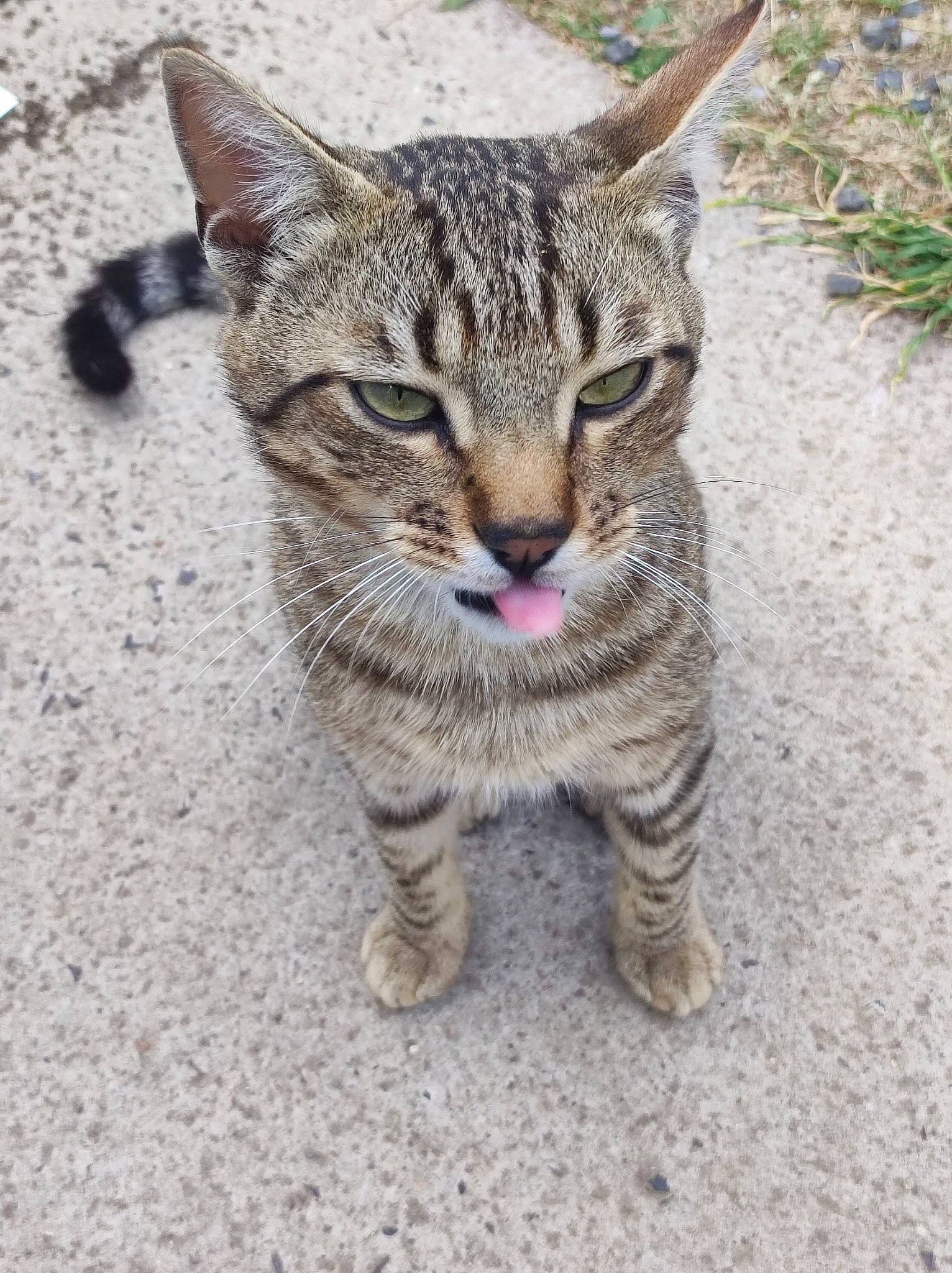 Scooby participe au concours pour gagner de l'argent avec cette photo : carnivore, cat, claw, domestic_short_haired_cat, felidae, fur, grass, paw, plant, small_to_medium_sized_cats, snout, tail, terrestrial_animal, whiskers, wildlife