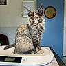 animal, blue_door, calico, cat, ear_tufts, fluffy, green_eyes, indoors, kitchen, kitten, long_hair, pet, photography, portrait, scale, sitting, table, tortoiseshell, weighing, whiskers