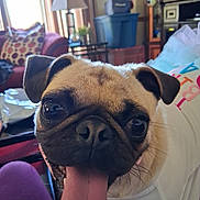 Daisy May is registered to the contest to win money with this photo: dog, pug, tongue, pet, closeup, indoor, living_room, lamp, couch, pillow, white_shirt, animal, cute, face, ears, fur, smiling, domestic_animal, canine, tongue_out