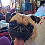dog, pug, tongue, pet, closeup, indoor, living_room, lamp, couch, pillow, white_shirt, animal, cute, face, ears, fur, smiling, domestic_animal, canine, tongue_out