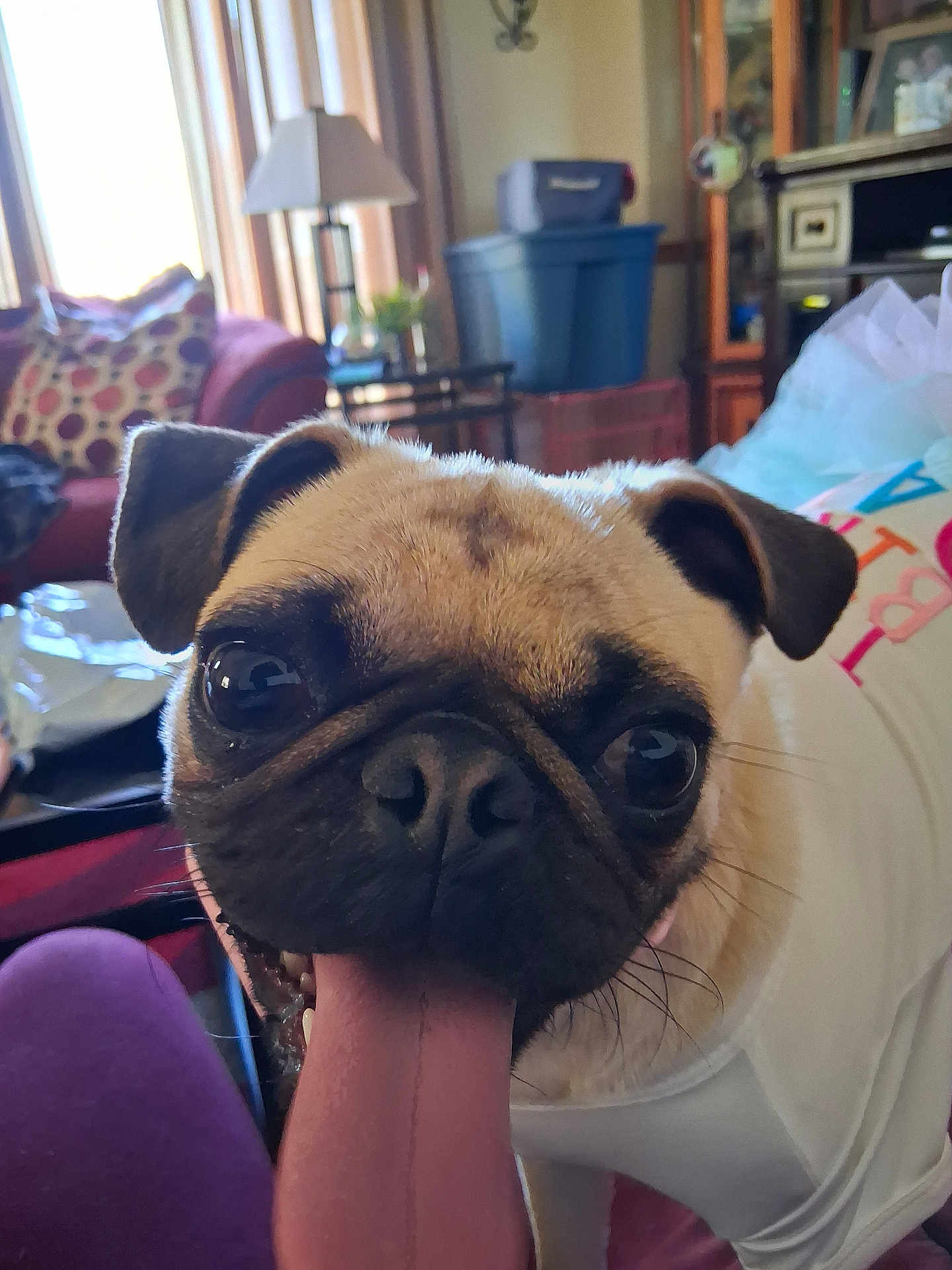 Daisy May is registered to the contest to win money with this photo: dog, pug, tongue, pet, closeup, indoor, living_room, lamp, couch, pillow, white_shirt, animal, cute, face, ears, fur, smiling, domestic_animal, canine, tongue_out