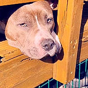 Vaïa a rejoint le concours — aidez-le/la à gagner de superbes lots ! dog, pet, wooden_fence, outdoor, sunlight, animal, curious, face, ears, snout, closeup, daylight, expression, canine, wood, nature, looking, portrait, resting, fence