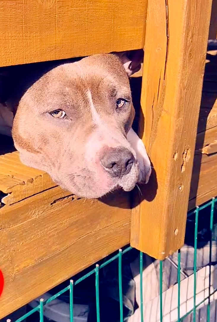 Vaïa a rejoint le concours — aidez-le/la à gagner de superbes lots ! dog, pet, wooden_fence, outdoor, sunlight, animal, curious, face, ears, snout, closeup, daylight, expression, canine, wood, nature, looking, portrait, resting, fence