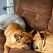 Rocky And Apollo joined the competition — help win amazing prizes! dog, french_bulldog, couch, brown, resting, indoor, pet, animal, canine, sleeping, friendship, cozy, closeup, two_dogs, companion, relaxation, fur, paw, ears, home