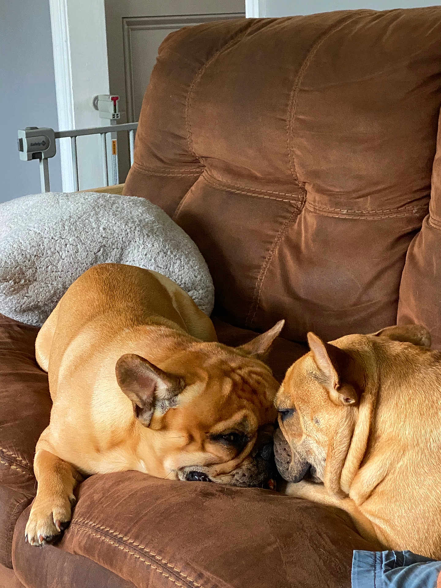 Rocky And Apollo
