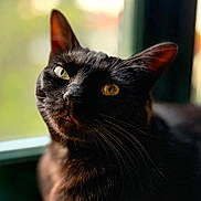 Toscane participe au concours pour gagner de l'argent avec cette photo : cat, black_cat, window, sunlight, yellow_book, closeup, pet, animal, whiskers, ears, feline, portrait, indoor, relaxed, curious, eyes, reflection, cozy, soft_light, book