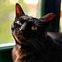 cat, black_cat, window, sunlight, yellow_book, closeup, pet, animal, whiskers, ears, feline, portrait, indoor, relaxed, curious, eyes, reflection, cozy, soft_light, book