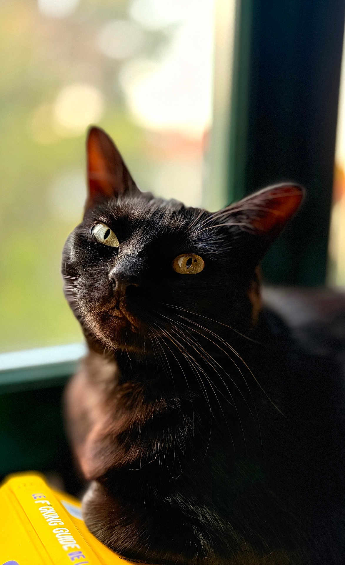 Toscane participe au concours pour gagner de l'argent avec cette photo : cat, black_cat, window, sunlight, yellow_book, closeup, pet, animal, whiskers, ears, feline, portrait, indoor, relaxed, curious, eyes, reflection, cozy, soft_light, book