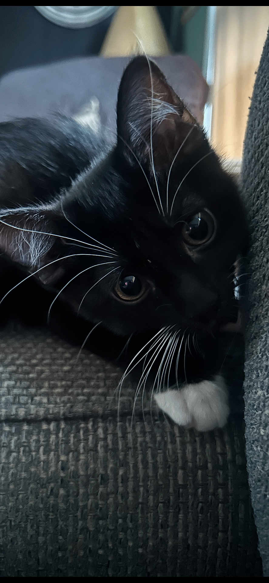 Sabrina is registered to the contest to win money with this photo: cat, kitten, black_and_white, whiskers, close_up, curious, pet, feline, indoor, resting, texture, fabric, cushion, animal, young, eyes, paw, cute, soft_light, home