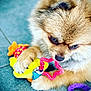 Bootchou a rejoint le concours — aidez-le/la à gagner de superbes lots ! dog, puppy, toy, plush, floor, play, cute, pet, fur, animal, chewing, colorful, star_shaped, yellow, orange, purple, close_up, paw, indoor, tile