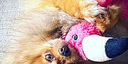 Bootchou a rejoint le concours — aidez-le/la à gagner de superbes lots ! dog, pomeranian, fluffy, pet, stuffed_animal, pink_toy, cuddling, playful, lying_down, fur, nose, whiskers, eyes, toy, indoor, closeup, cute, animal, muzzle, expression