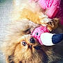 dog, pomeranian, fluffy, pet, stuffed_animal, pink_toy, cuddling, playful, lying_down, fur, nose, whiskers, eyes, toy, indoor, closeup, cute, animal, muzzle, expression